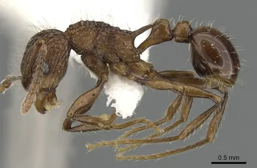 Tetramorium noratum - CASENT0901072