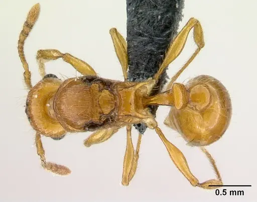 Tetramorium norvigi specimen