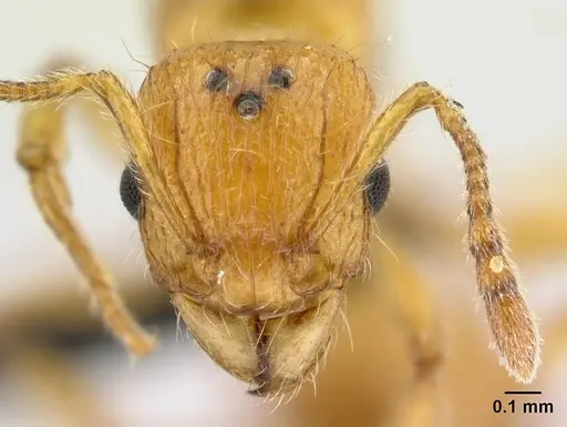 Tetramorium norvigi specimen