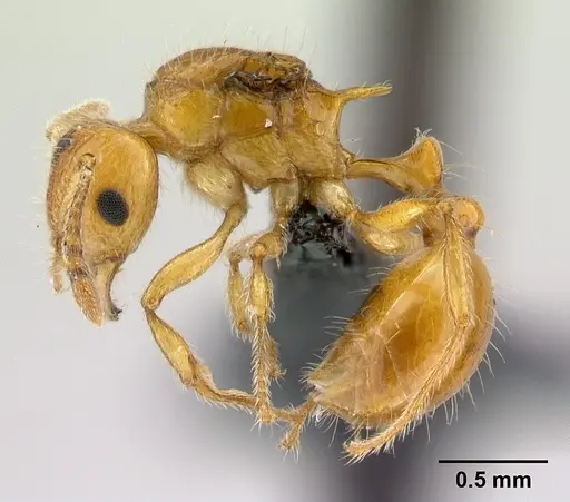 Tetramorium norvigi specimen