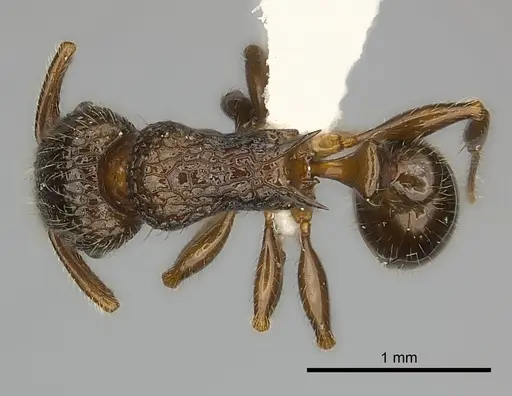 Tetramorium nosybe specimen