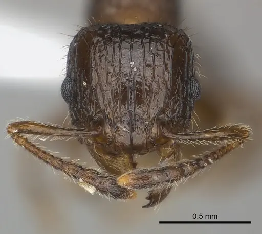 Tetramorium nosybe specimen