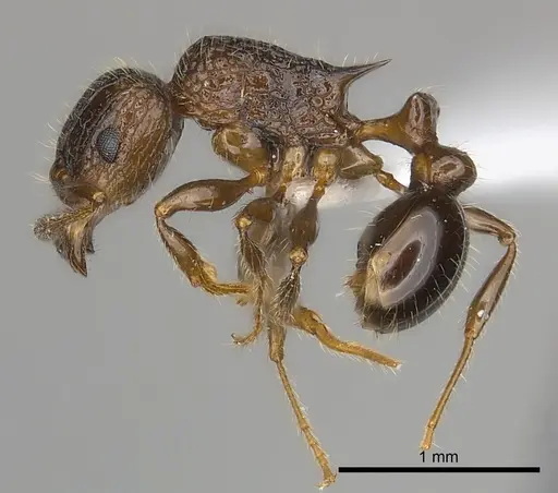 Tetramorium nosybe specimen