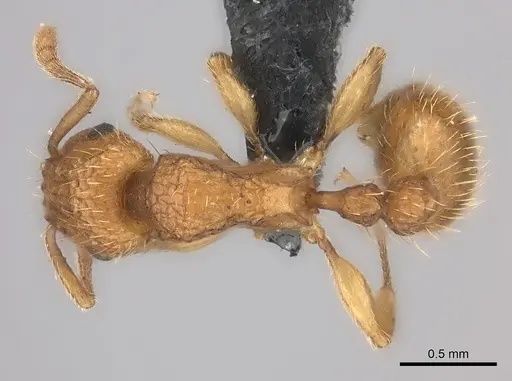 Tetramorium notiale specimen