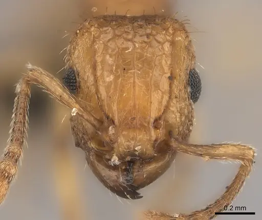 Tetramorium notiale specimen