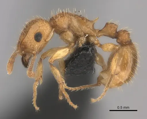 Tetramorium notiale specimen