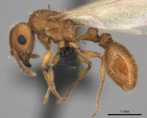 Tetramorium notiale - CASENT0066962