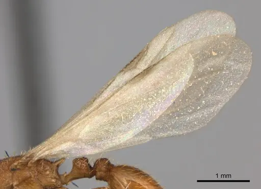 Tetramorium notiale - CASENT0066962