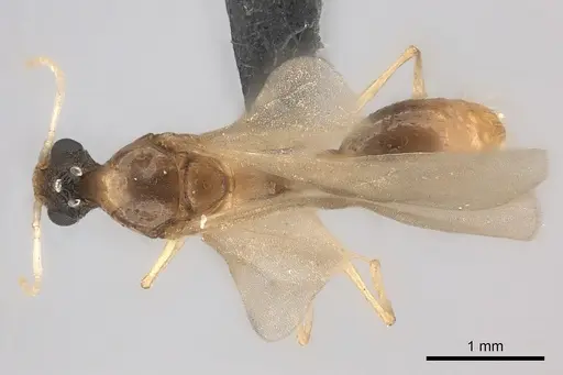 Tetramorium notiale - CASENT0235000