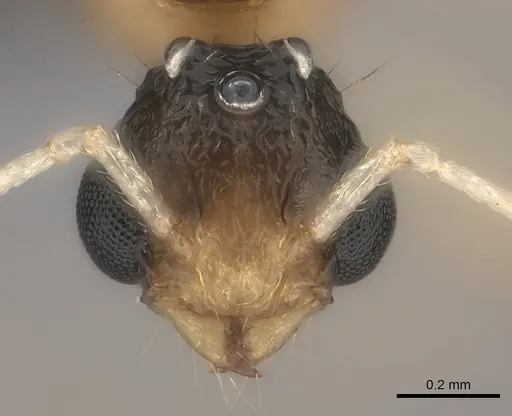 Tetramorium notiale - CASENT0235000