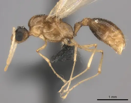 Tetramorium notiale - CASENT0235000