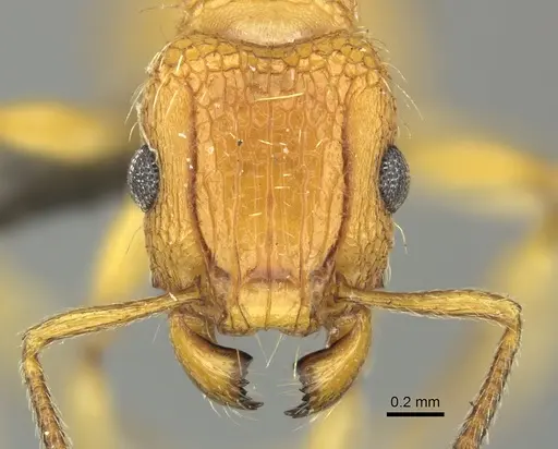 Tetramorium notiale - CASENT0249030