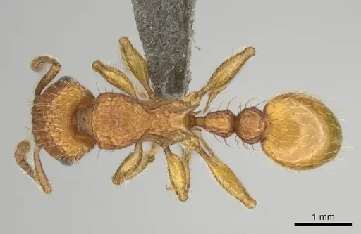 Tetramorium notiale - CASENT0255127