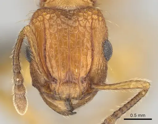 Tetramorium notiale - CASENT0255127