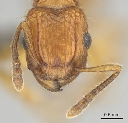Tetramorium notiale - CASENT0255127