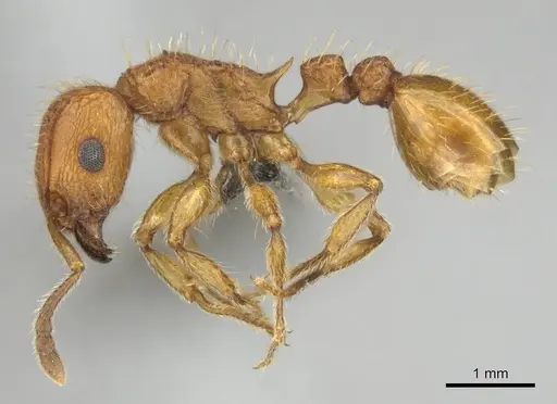 Tetramorium notiale - CASENT0255127