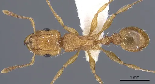 Tetramorium notiale - CASENT0901116