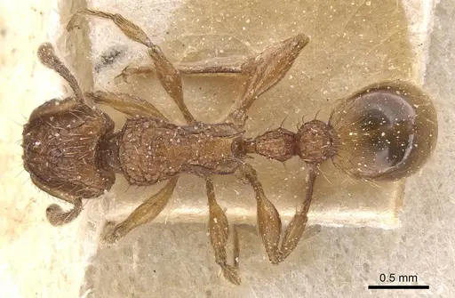 Tetramorium notiale - CASENT0915036