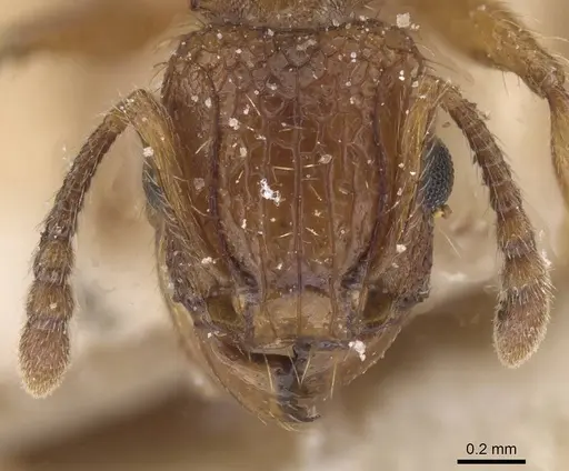 Tetramorium notiale - CASENT0915036