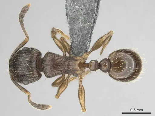 Tetramorium nube specimen