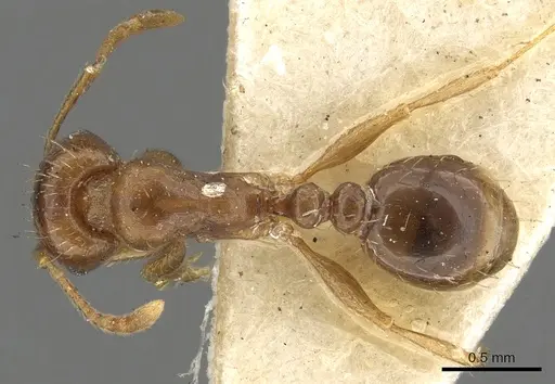 Tetramorium nursei specimen