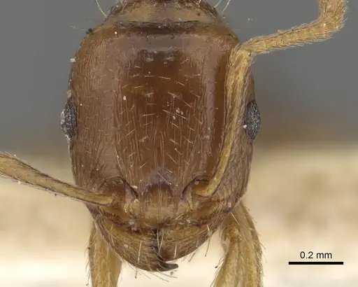 Tetramorium nursei specimen