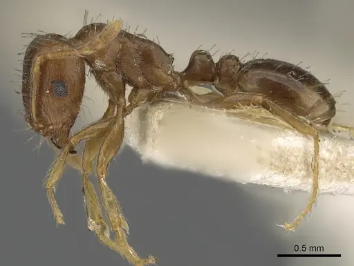 Tetramorium nursei specimen