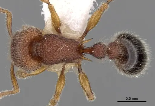Tetramorium obesum specimen