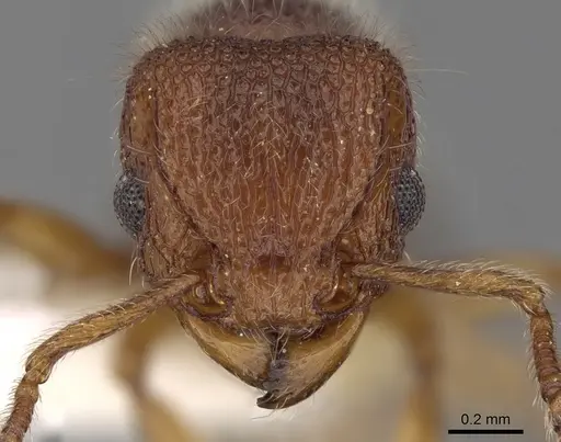 Tetramorium obesum specimen