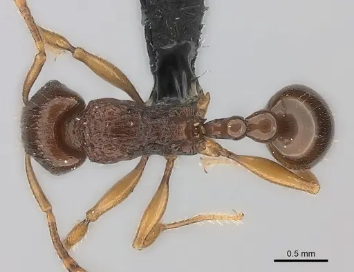 Tetramorium obiwan specimen
