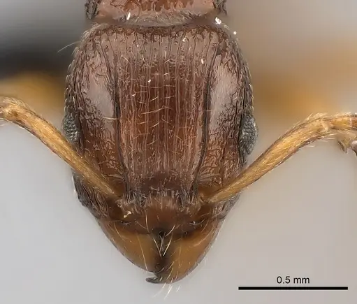 Tetramorium obiwan specimen