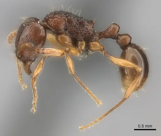 Tetramorium obiwan specimen