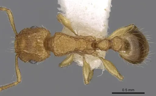 Tetramorium obtusidens specimen