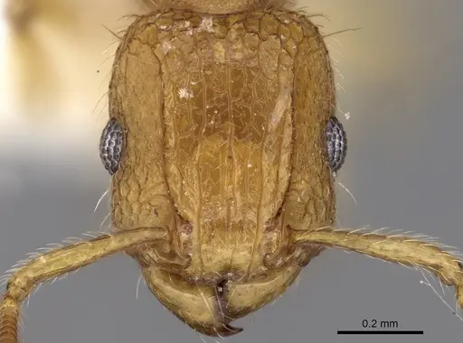 Tetramorium obtusidens specimen