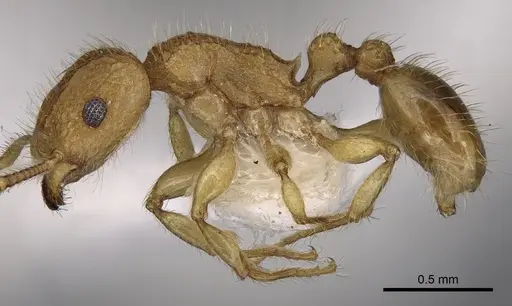 Tetramorium obtusidens specimen