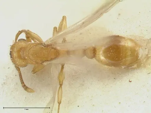 Tetramorium obtusidens - FOCOL2072