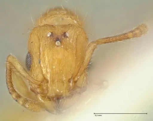Tetramorium obtusidens - FOCOL2072