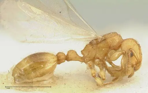 Tetramorium obtusidens - FOCOL2072