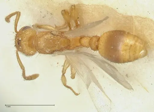 Tetramorium obtusidens - FOCOL2073