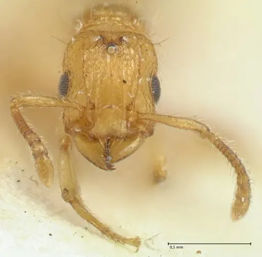 Tetramorium obtusidens - FOCOL2073