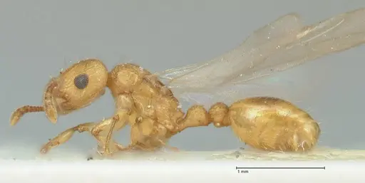 Tetramorium obtusidens - FOCOL2073