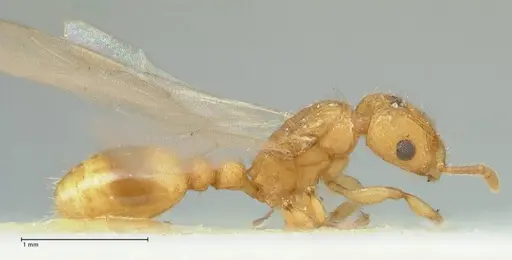 Tetramorium obtusidens - FOCOL2073