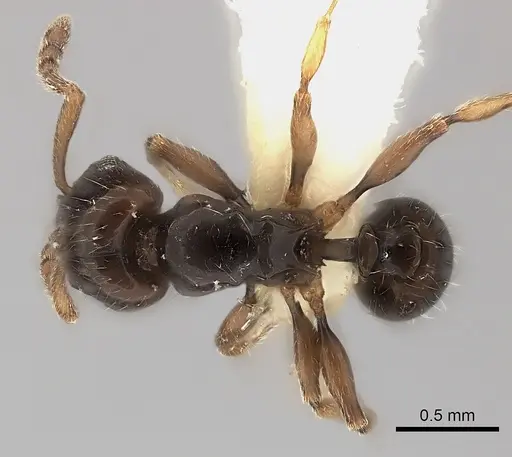 Tetramorium occidentale specimen