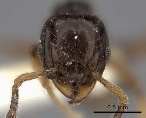 Tetramorium occidentale specimen