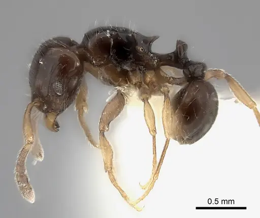 Tetramorium occidentale specimen