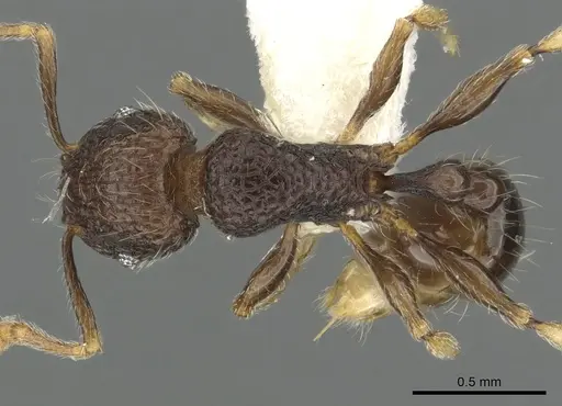 Tetramorium ocothrum specimen