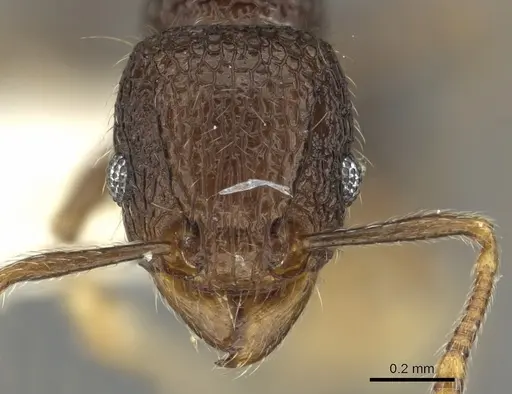 Tetramorium ocothrum specimen