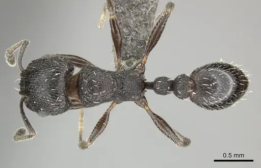 Tetramorium oculatum specimen