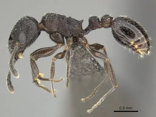 Tetramorium oculatum specimen