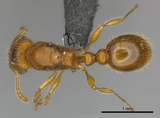 Tetramorium olana specimen